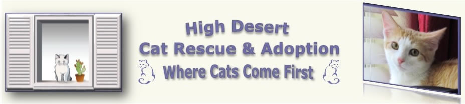 High Desert Cat Rescue & Adoption: Where Cats Come First